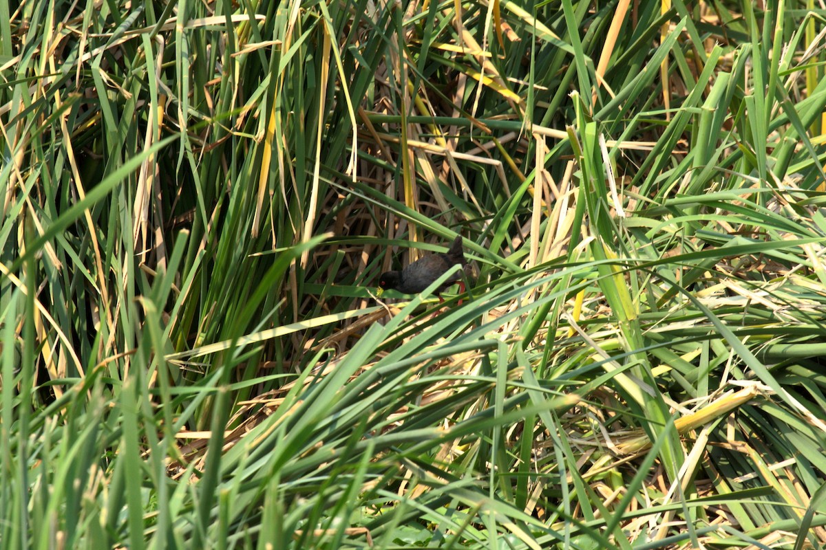 アフリカクロクイナ - ML646689418