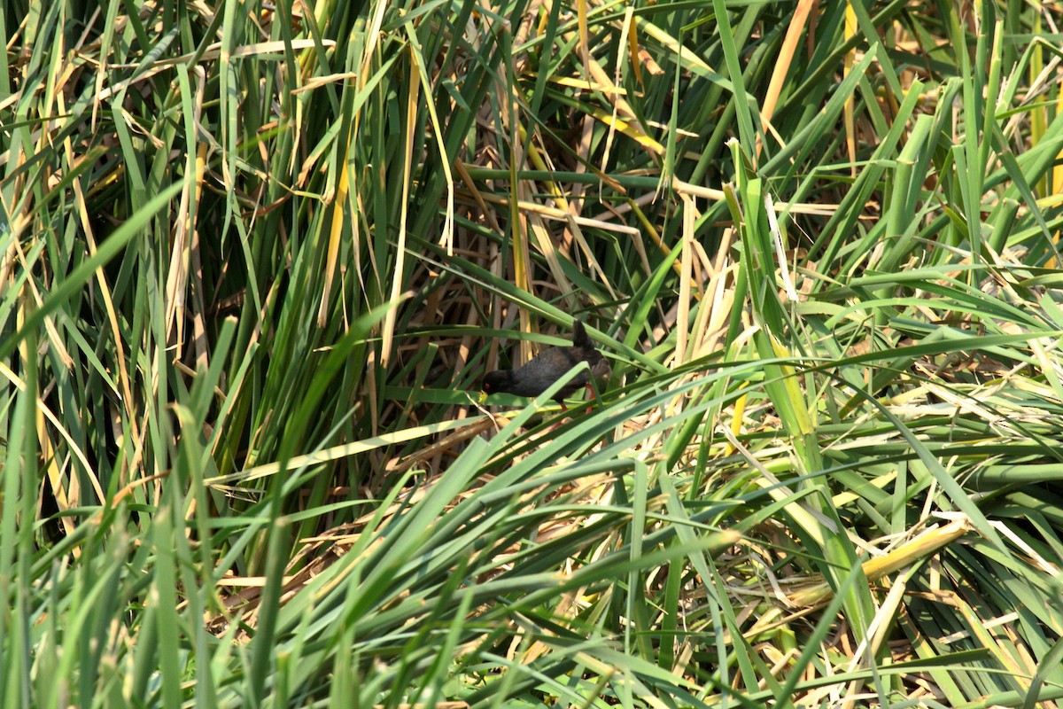 アフリカクロクイナ - ML646689419