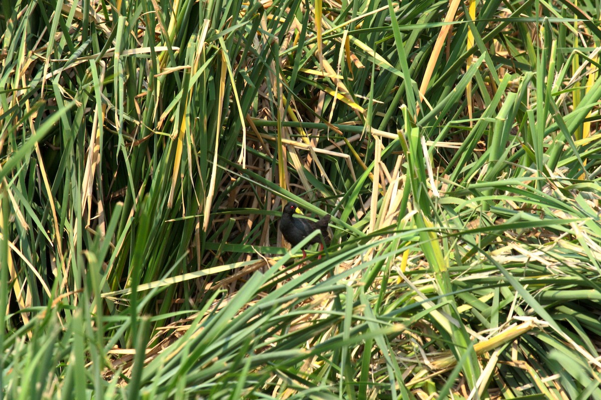 アフリカクロクイナ - ML646689420