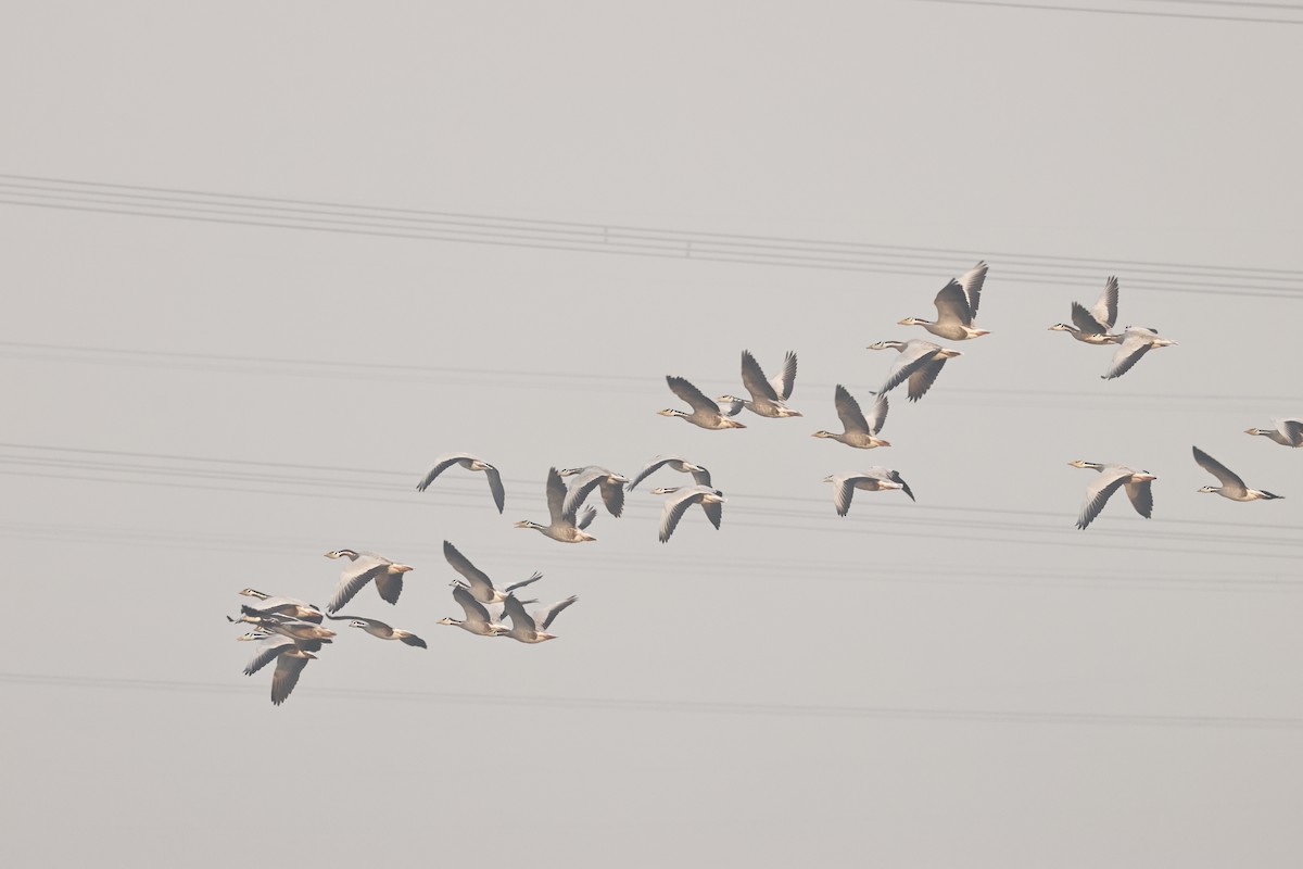 Bar-headed Goose - ML646689421