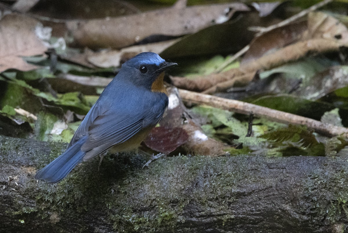 Gobemouche de White - ML646689422