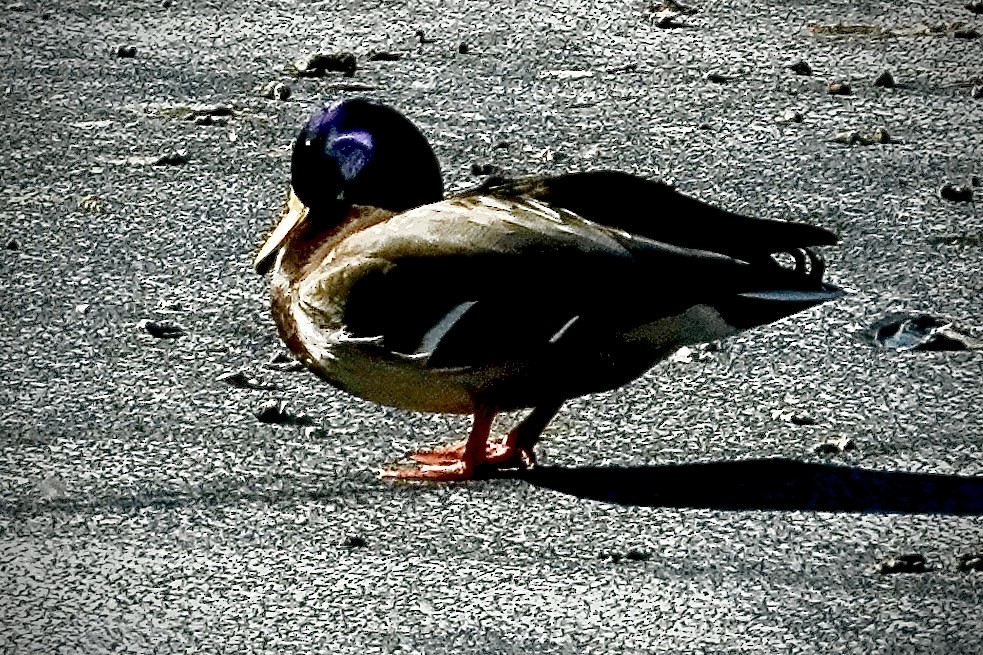 Mallard - ML646689423