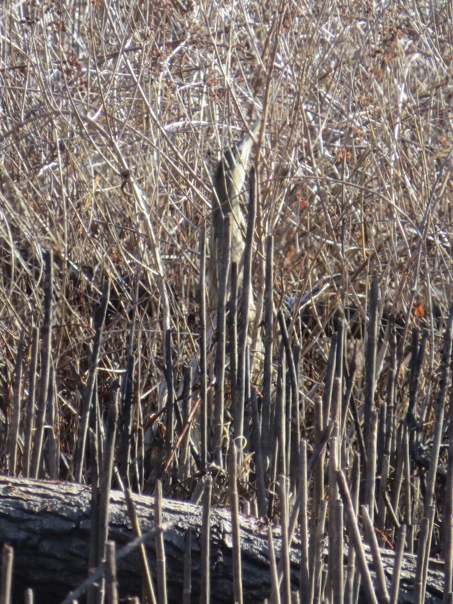 Бугай американський - ML646689424