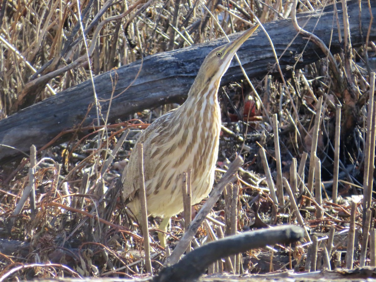 Бугай американський - ML646689425