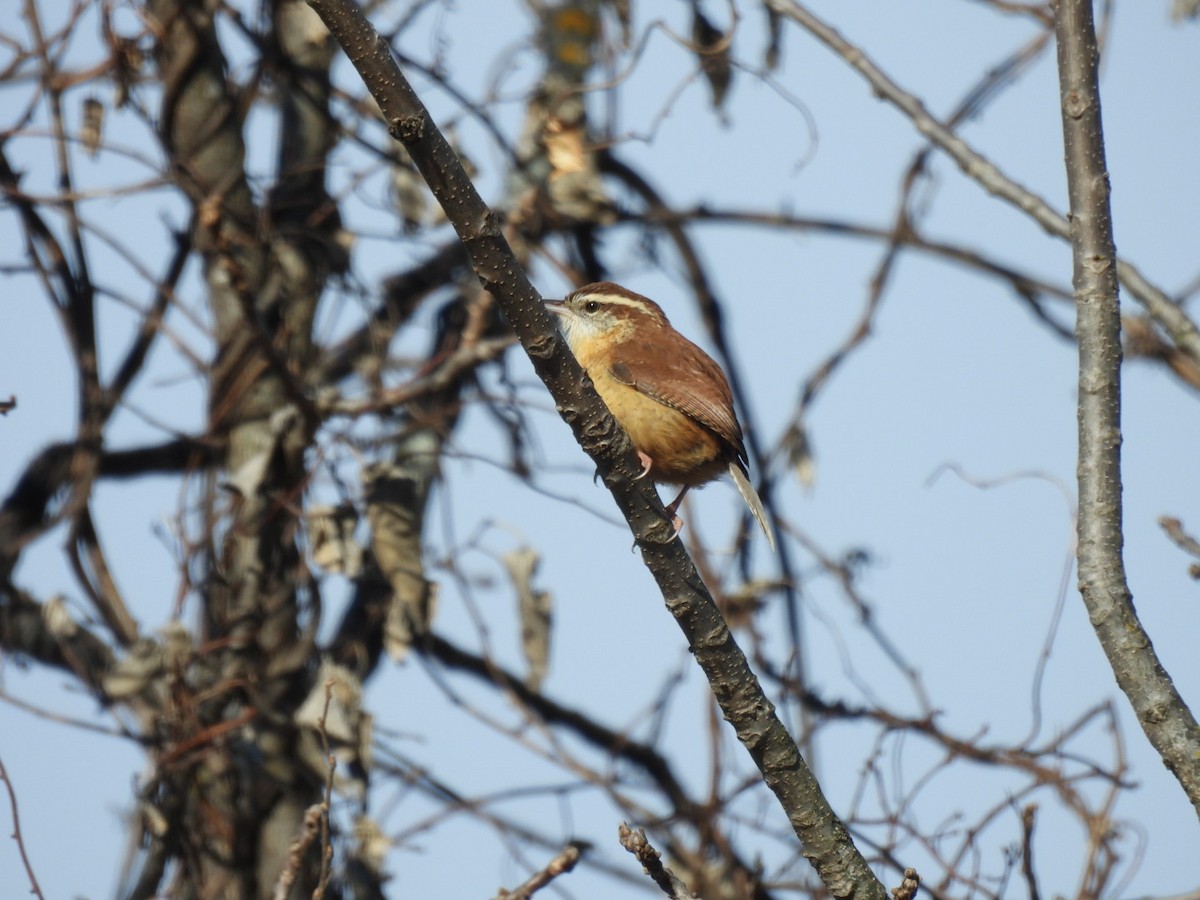 Carolina Wren - ML646689426