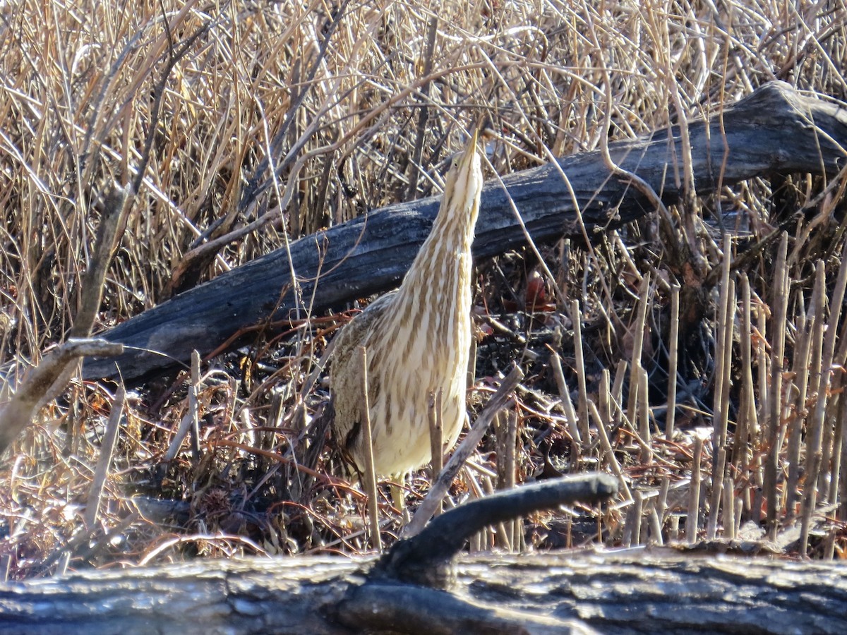 Бугай американський - ML646689427