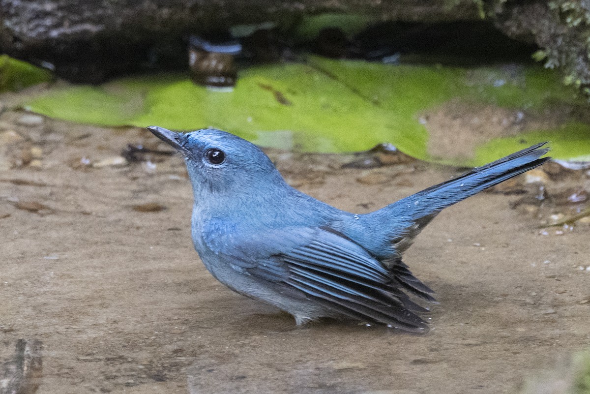 Gobemouche bleuâtre - ML646689429
