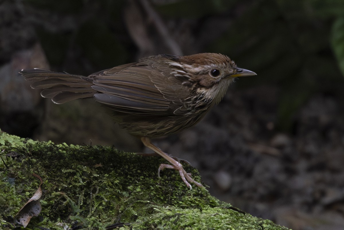 Akalat à poitrine tachetée - ML646689432
