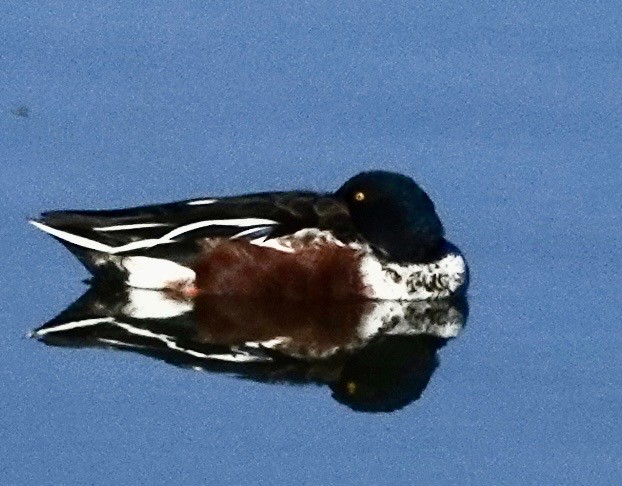 Northern Shoveler - ML646689436