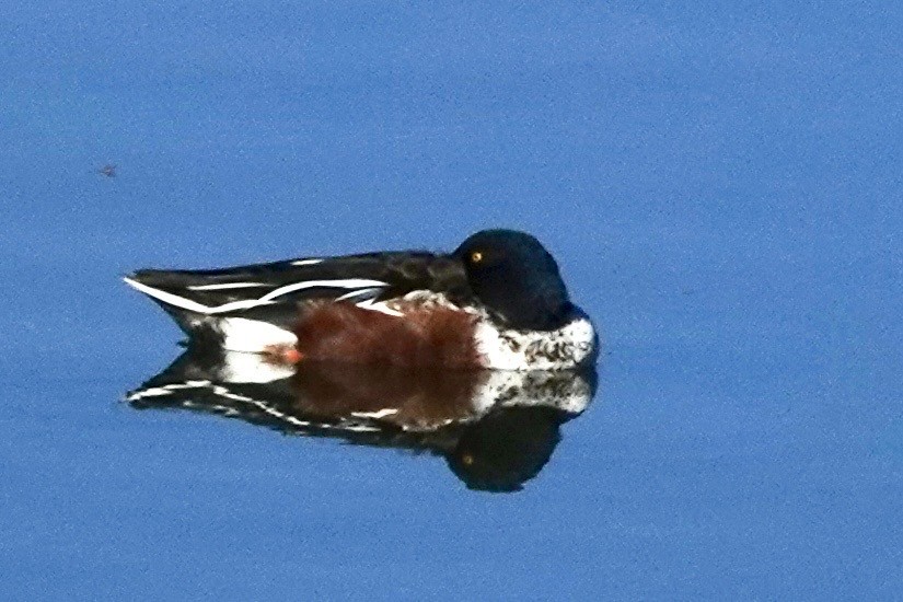 Northern Shoveler - ML646689438