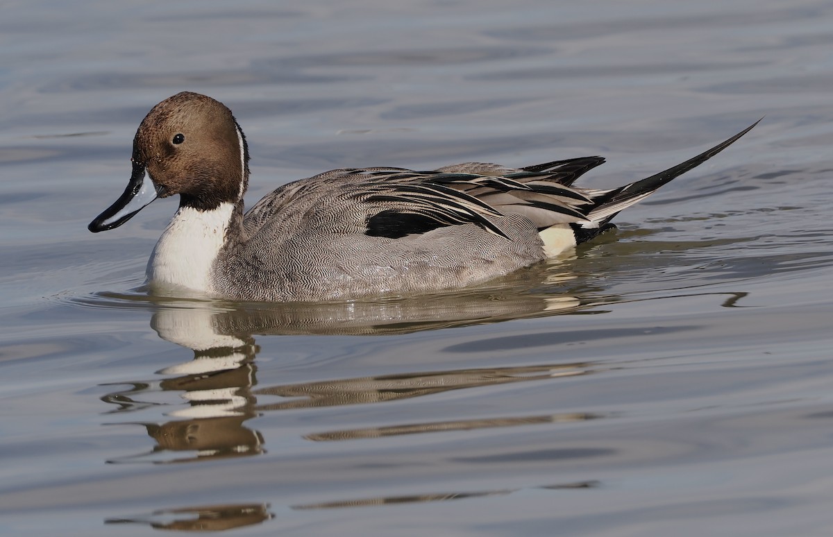 Spießente - ML646689440