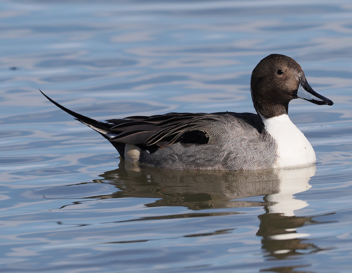 Spießente - ML646689441