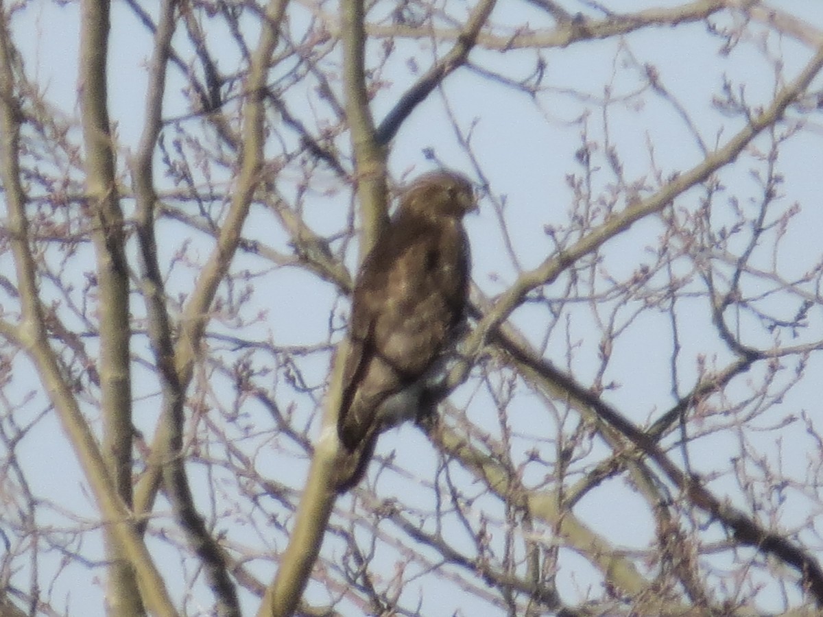 káně páskovaná - ML646689443