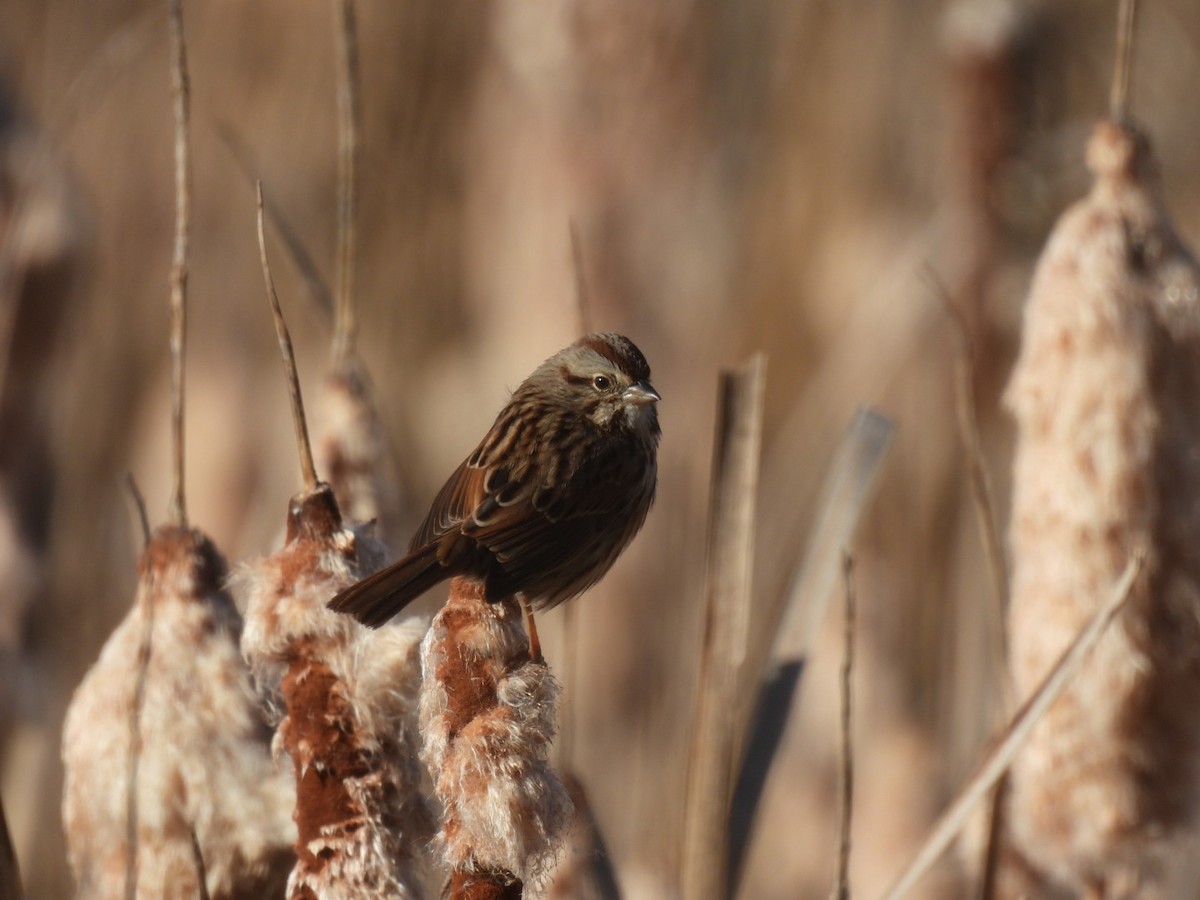 Song Sparrow - ML646689446