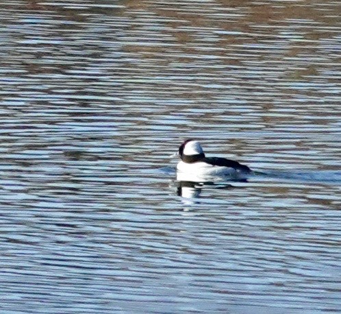 Bufflehead - ML646689448