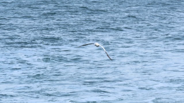 Northern Gannet - ML646689449