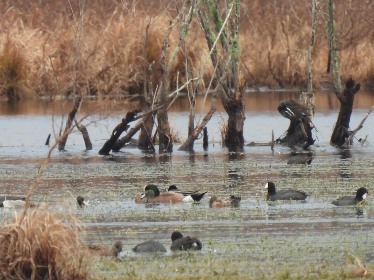 Американская свиязь - ML646689450