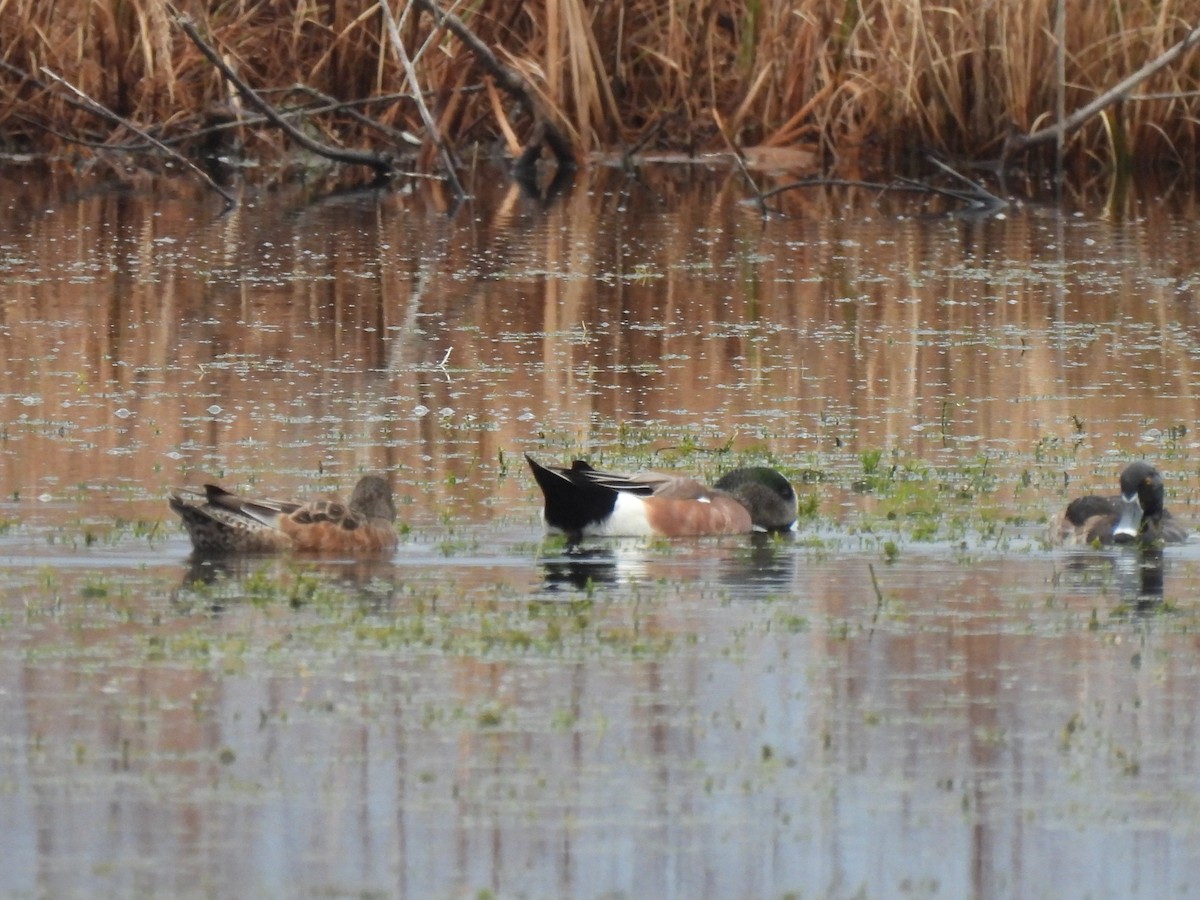 Американская свиязь - ML646689451