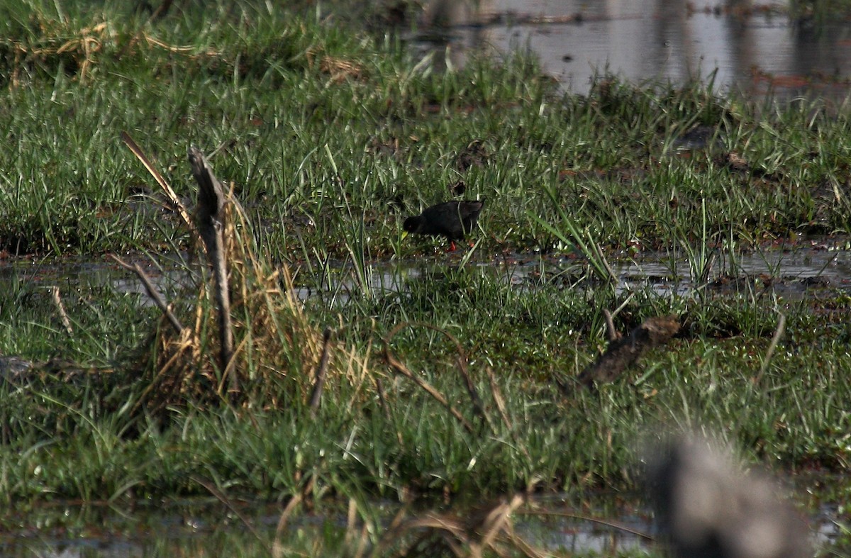 アフリカクロクイナ - ML646689452