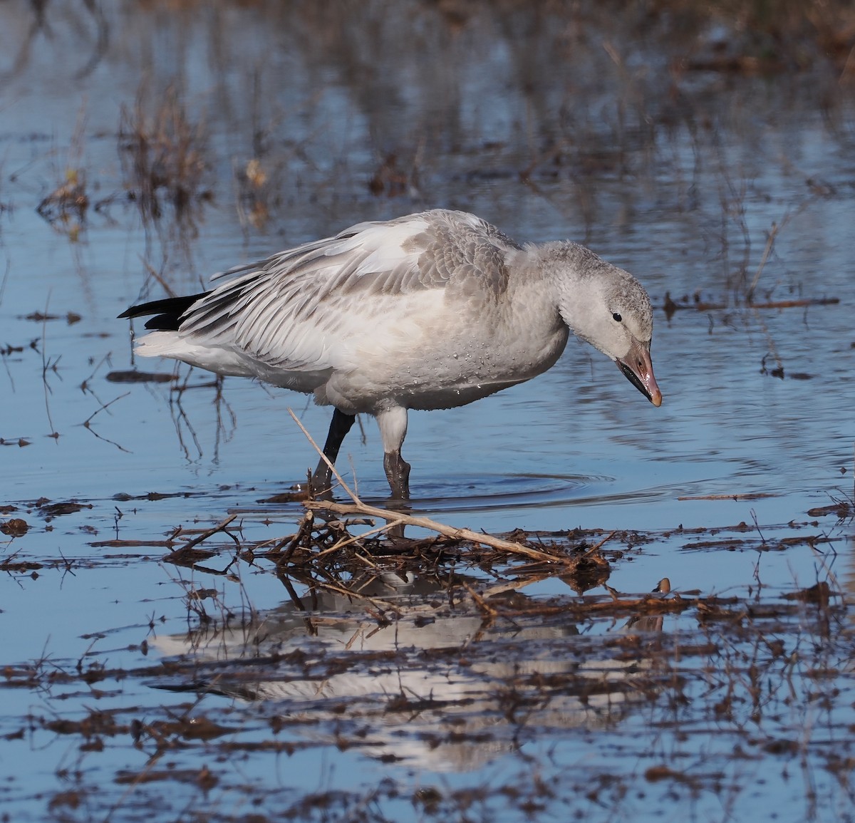 Schneegans - ML646689453