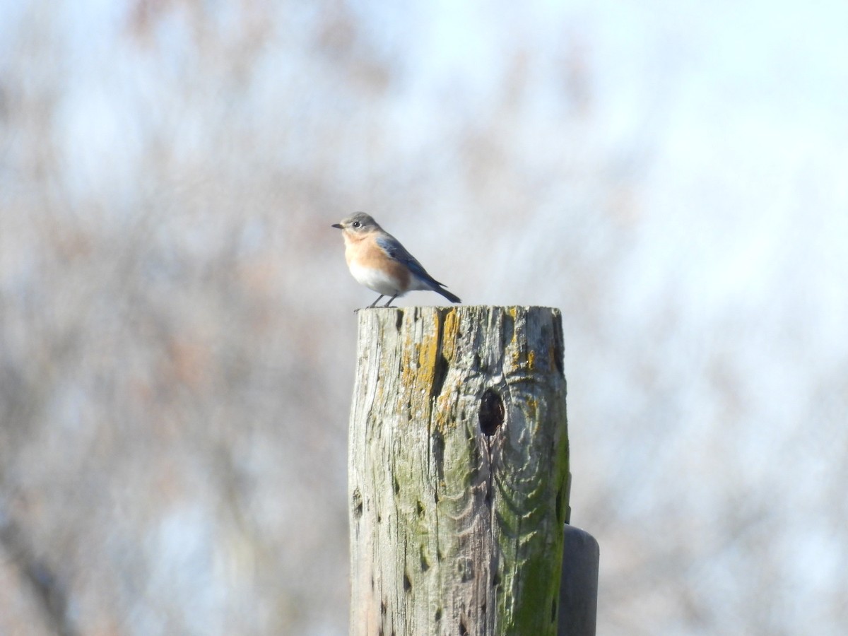 Eastern Bluebird - ML646689455
