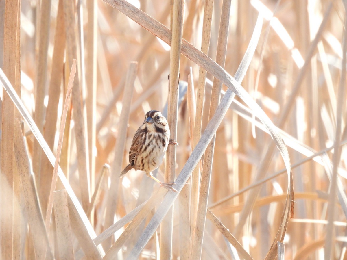 Song Sparrow - ML646689457