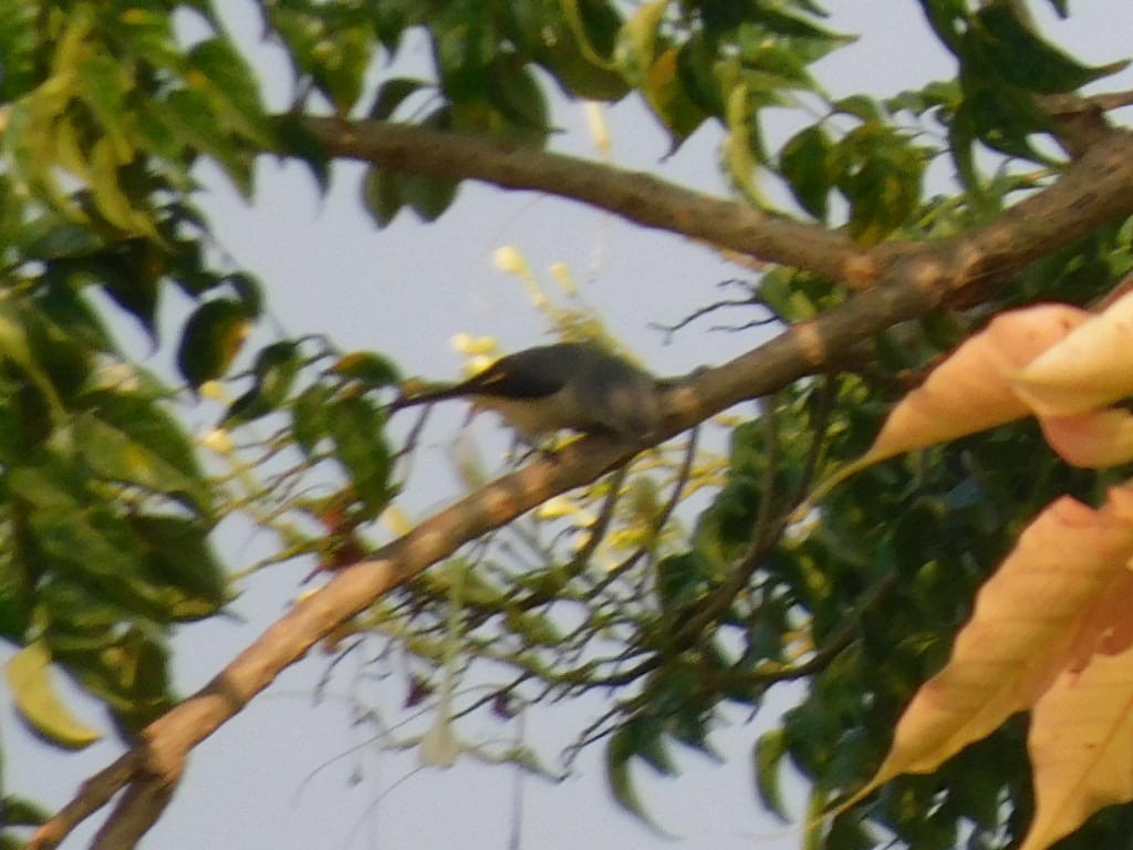 Small Minivet - ML646689458