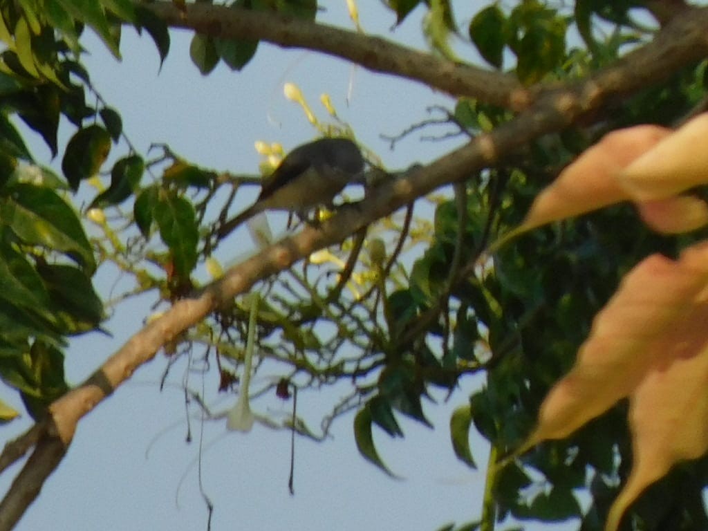 Small Minivet - ML646689459