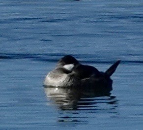 Ruddy Duck - ML646689460