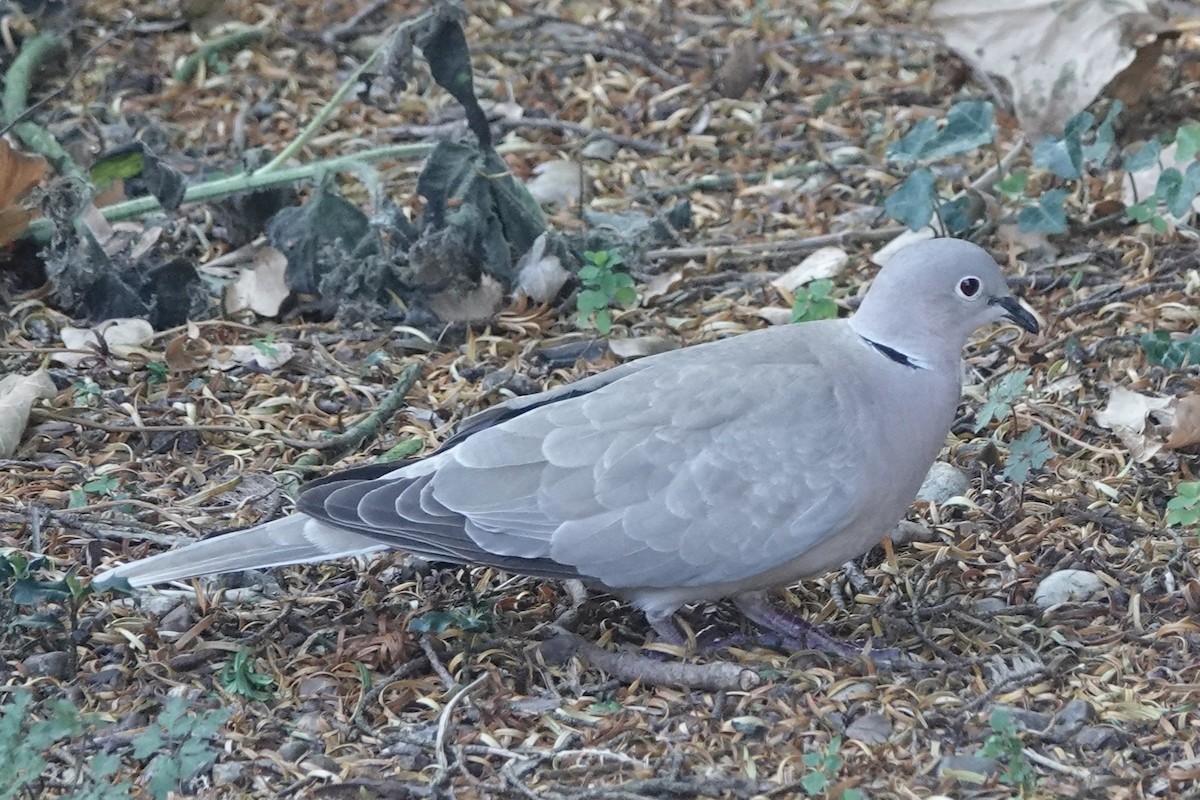 Eurasian Collared-Dove - ML646689469