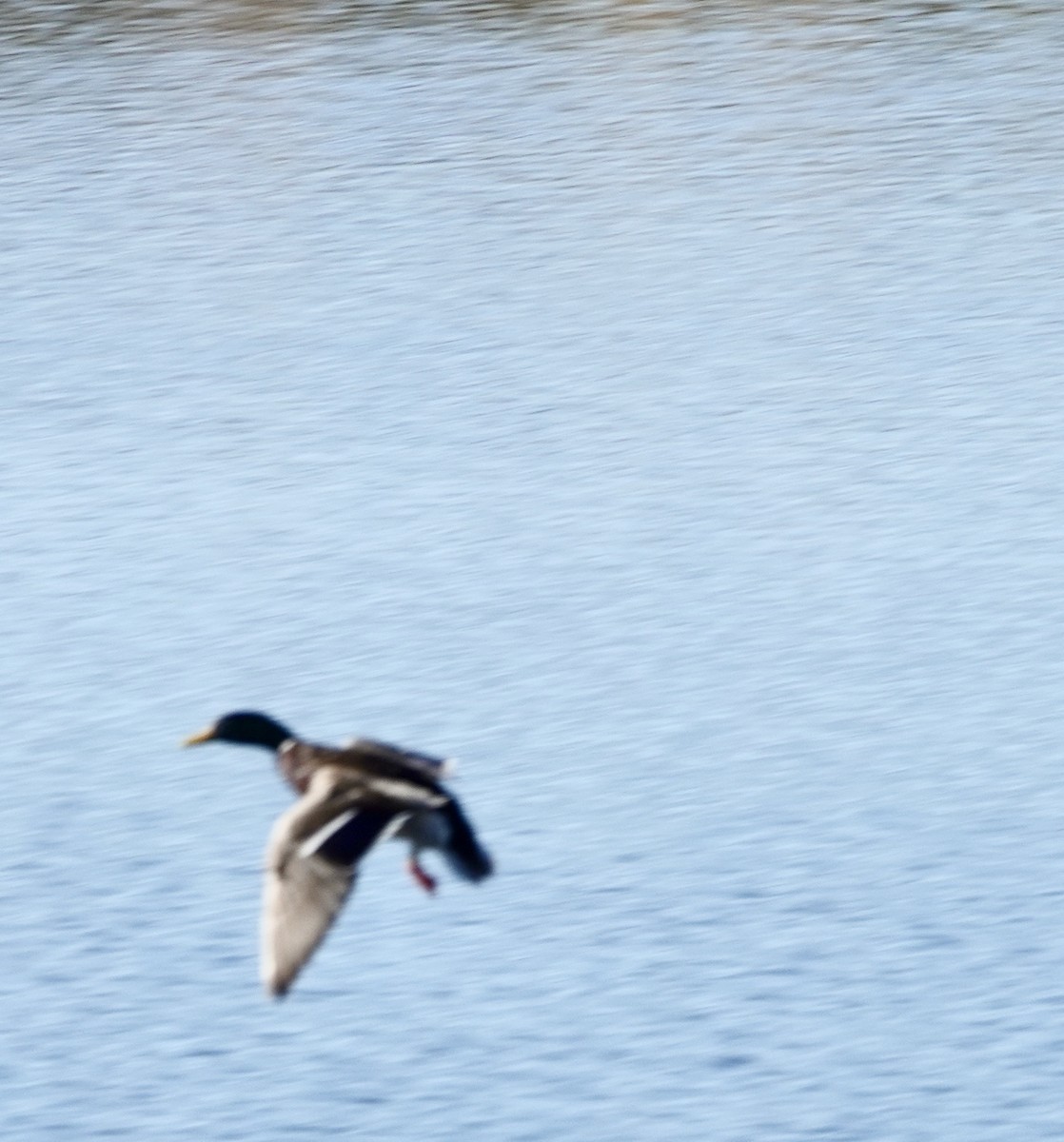 Mallard - ML646689476