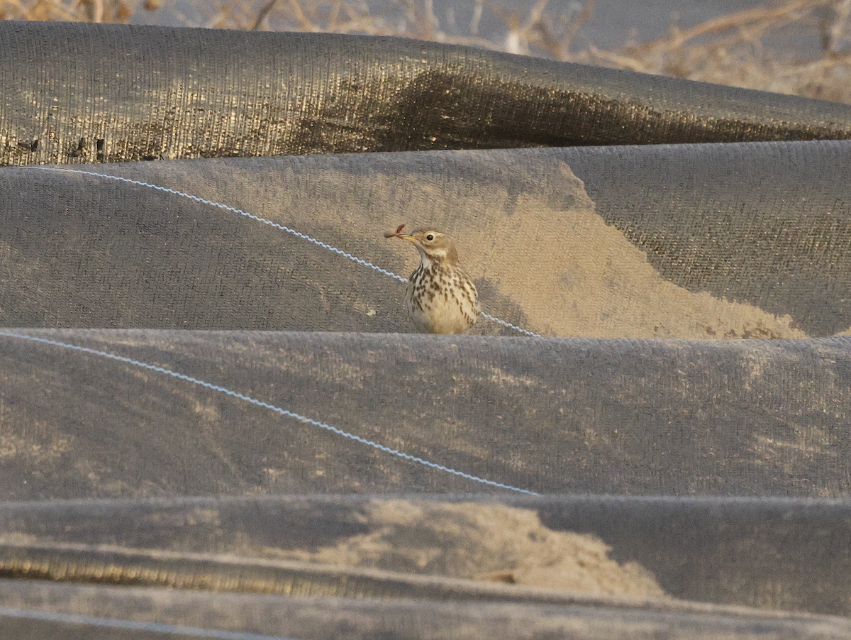 Pipit d'Amérique - ML646689477