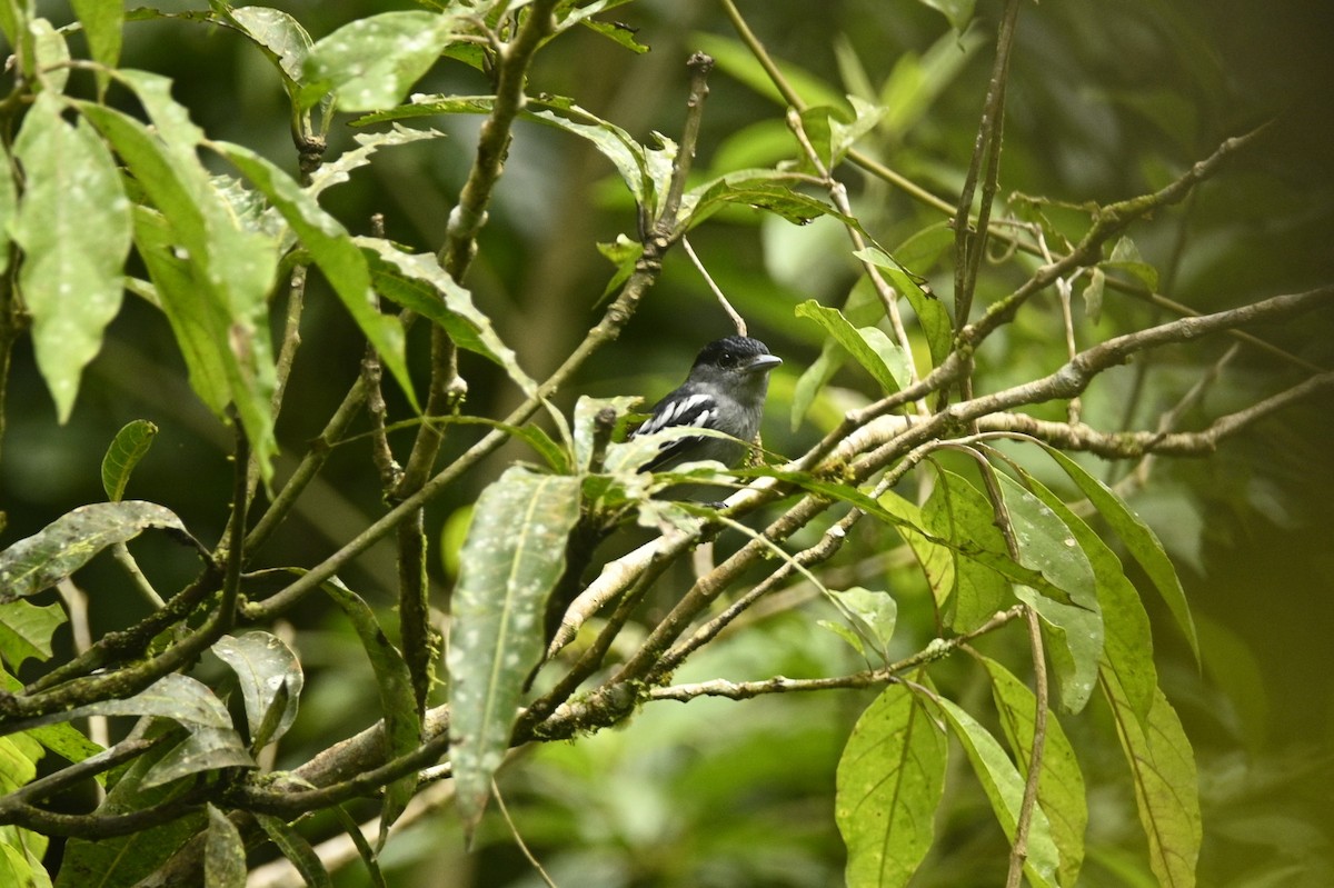 White-winged Becard - ML646689478