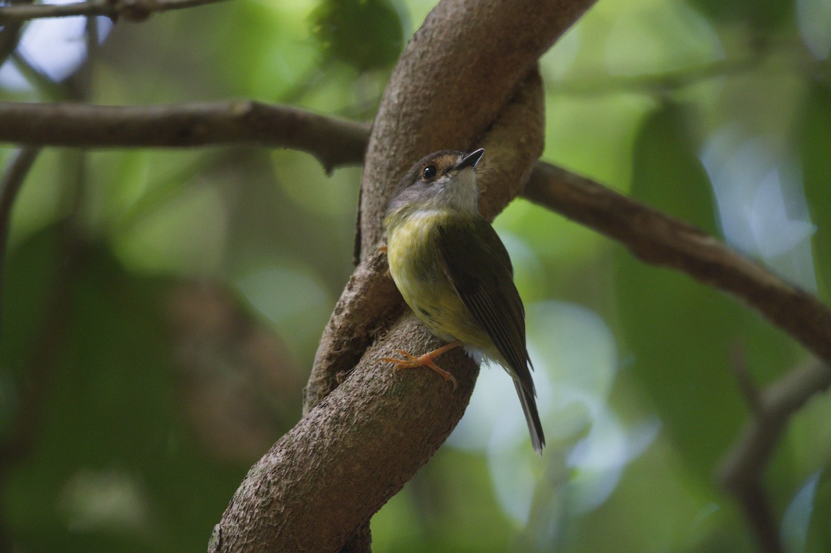 Pale-yellow Robin - ML646689479