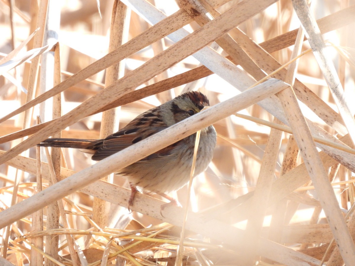 Swamp Sparrow - ML646689481