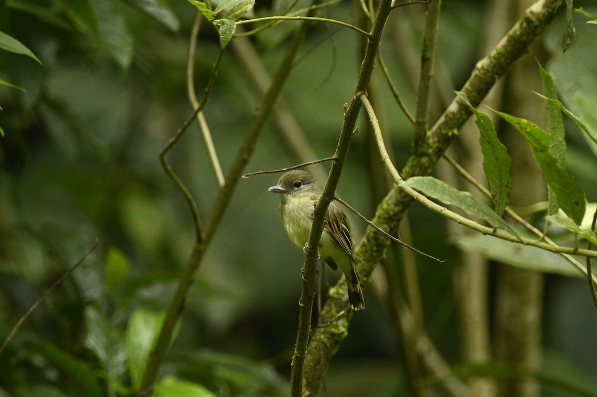 Olive-striped Flycatcher - ML646689482