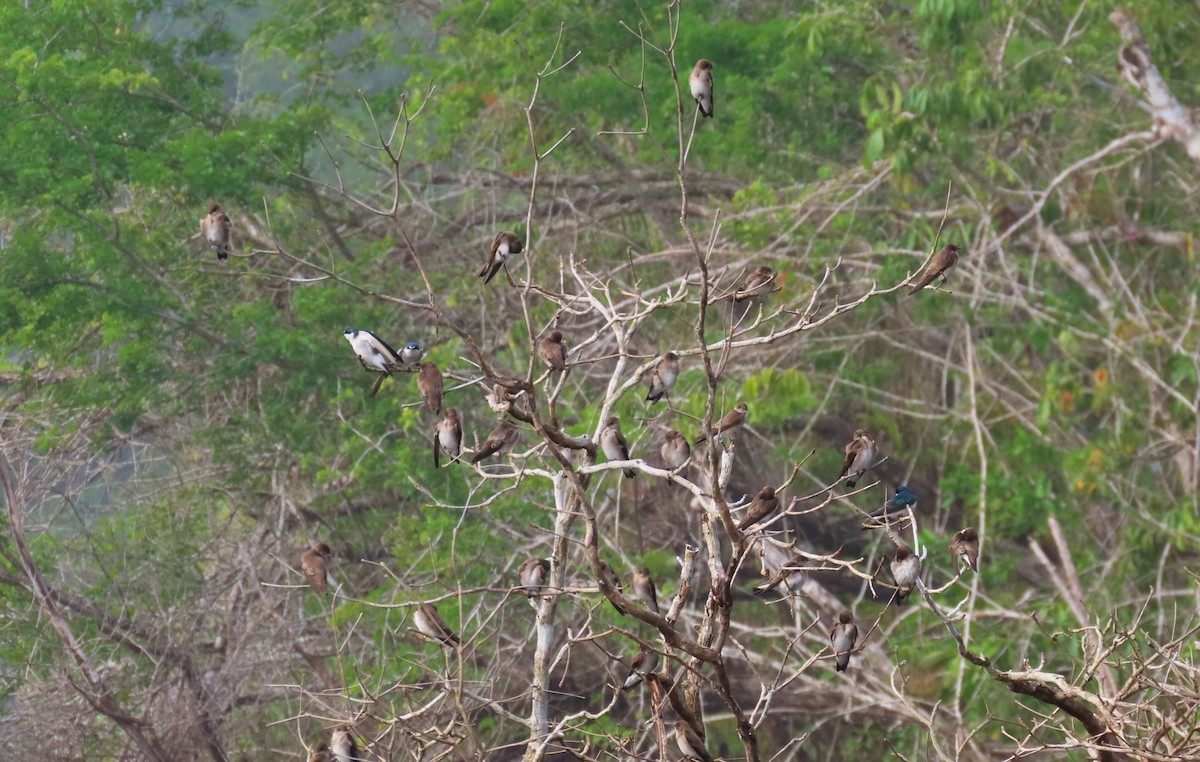 Golondrina Aserrada - ML646689484