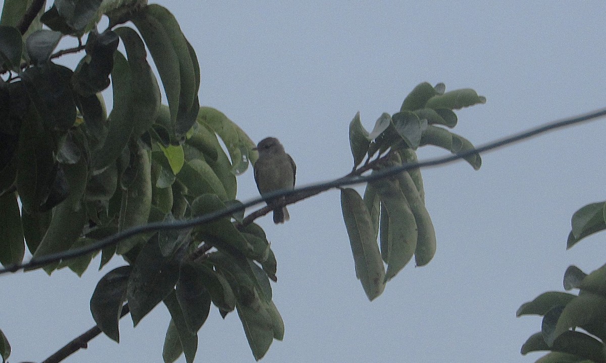 Tyranneau passegris - ML646689491