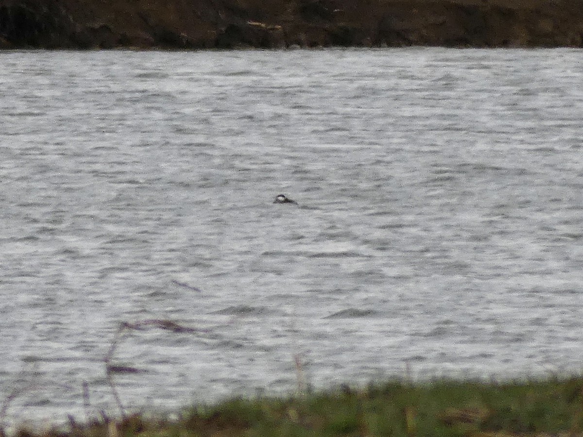 צחראש אדמוני - ML646689494