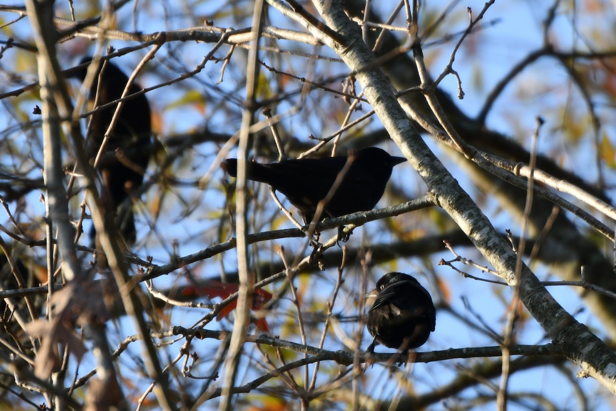 Common Grackle - ML646689495