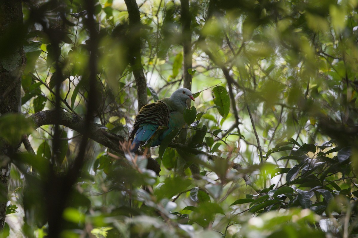 Purpurbrust-Fruchttaube - ML646689499