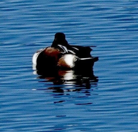 Northern Shoveler - ML646689505