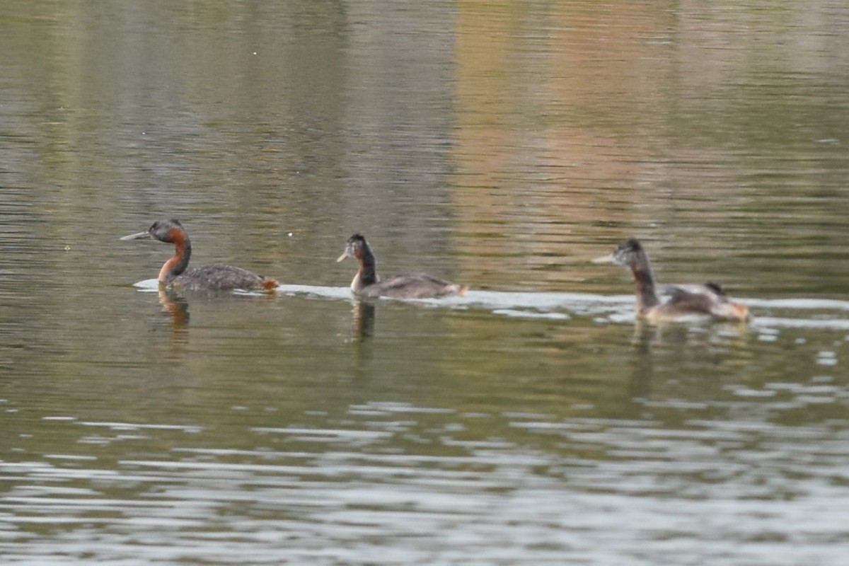 Great Grebe - ML646689514
