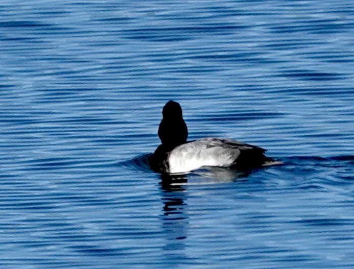 コスズガモ - ML646689515