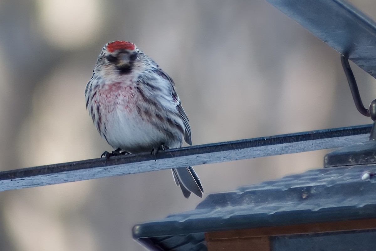 gråsisik - ML646689520