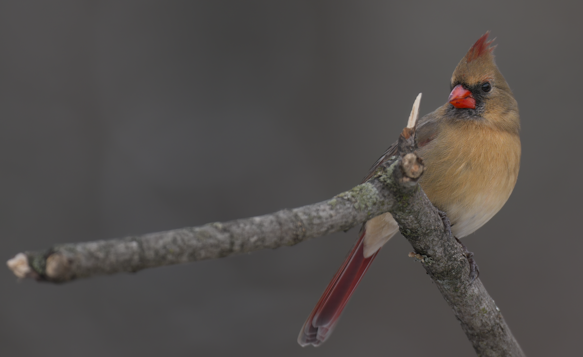 Northern Cardinal - ML646689522
