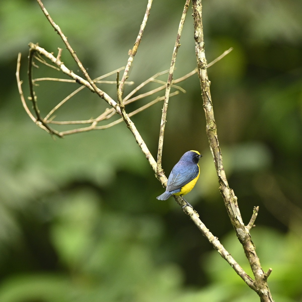 Thick-billed Euphonia - ML646689523
