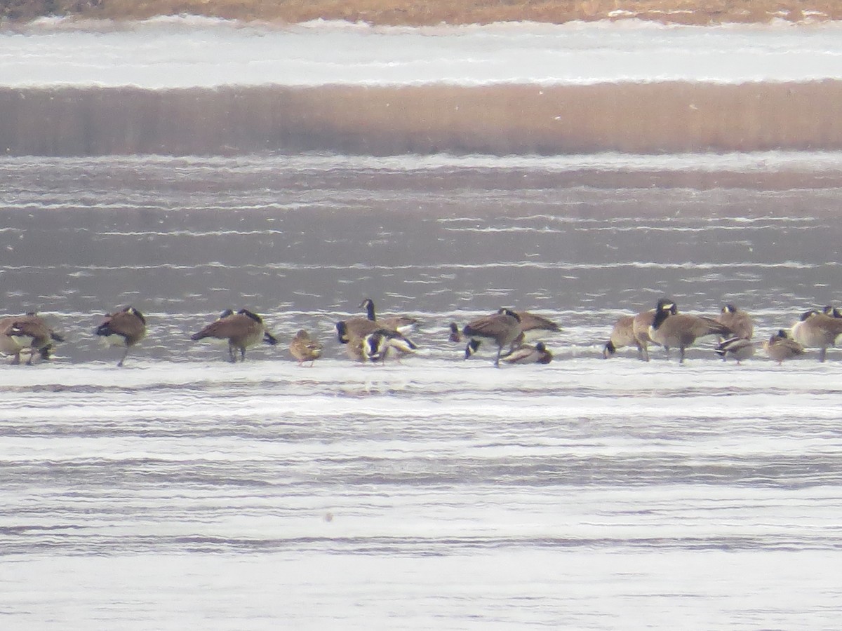 Canada Goose - ML646689525