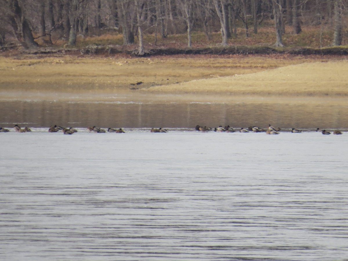 Mallard - ML646689530