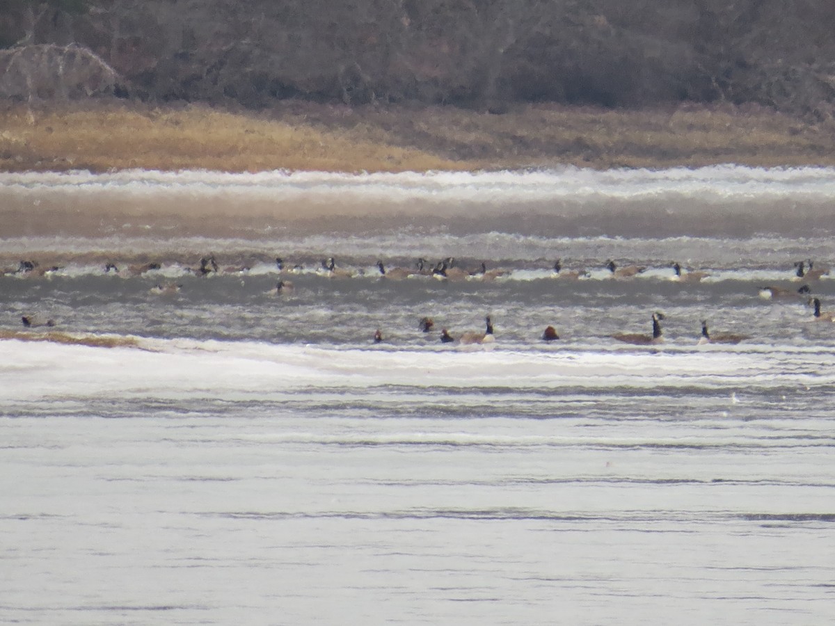 Canada Goose - ML646689533